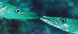 Study of barracuda, mackay reed Northern Queensland by Nigel Witham 
